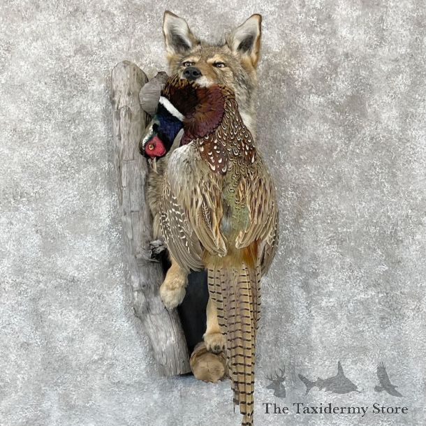 Coyote With Pheasant Half Life-Size Mount For Sale #28311 @ The Taxidermy Store