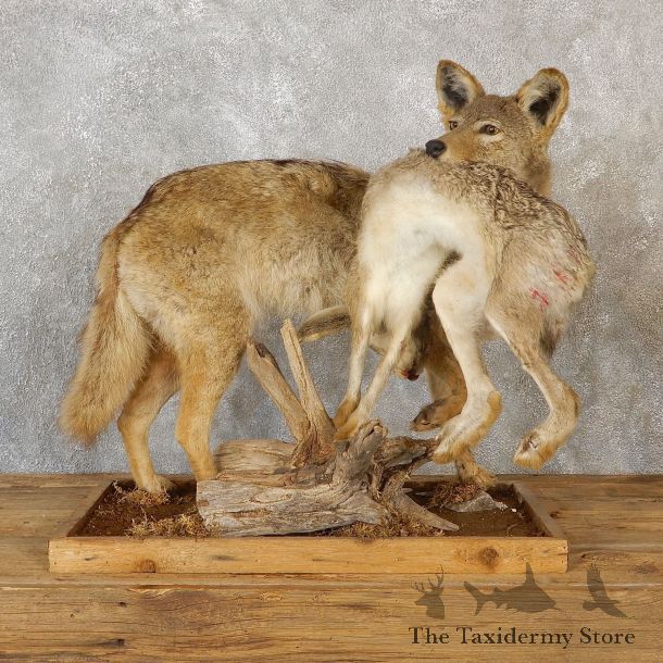 Coyote With Rabbit Life-Size Mount For Sale #19278 @ The Taxidermy Store