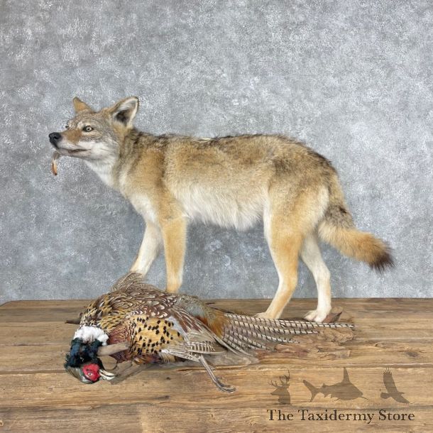Coyote With Ringneck Pheasant Life-Size Mount For Sale #26883 @ The Taxidermy Store