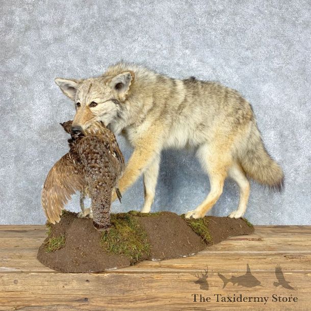Coyote With Ruffed Grouse Life-Size Mount For Sale #21684 @ The Taxidermy Store