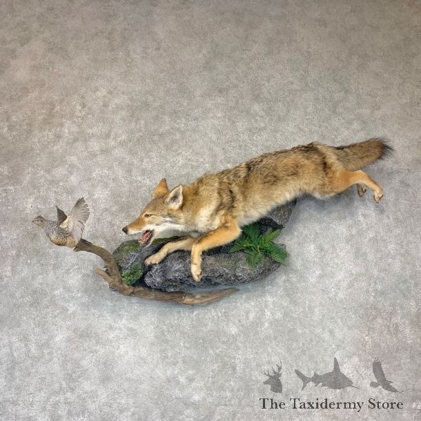 Coyote With Scaled Quail Life-Size Mount #22774 For Sale @ The Taxidermy Store
