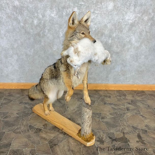Coyote With Snowshoe Hare Life-Size Mount For Sale #22474 @ The Taxidermy Store