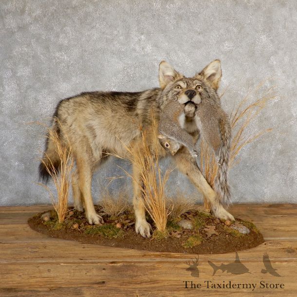 Coyote With Squirrel Life-Size Mount For Sale #19043 @ The Taxidermy Store