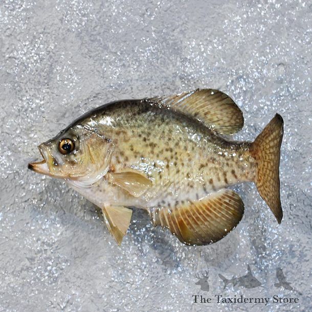 White Crappie Freshwater Fish Mount #10186 For Sale @ The Taxidermy Store
