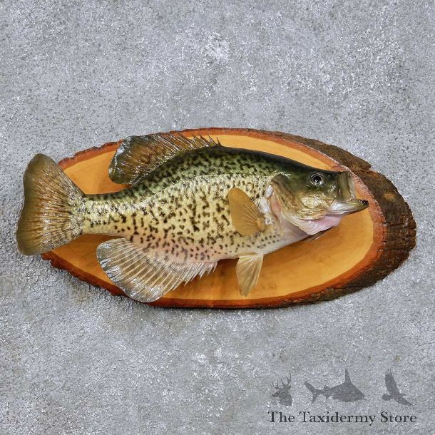 Crappie Freshwater Fish Mount For Sale #14092 @ The Taxidermy Store