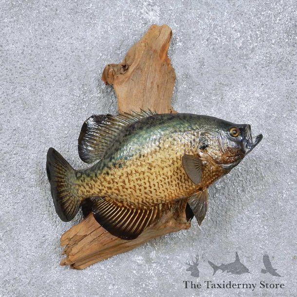 Crappie Fish Mount For Sale #14098 @ The Taxidermy Store