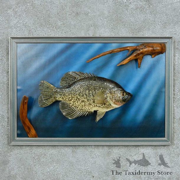 Crappie Life Size Mount #13666 For Sale @ The Taxidermy Store