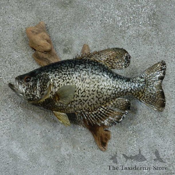 Black Crappie Life Size Taxidermy Mount #13363 For Sale @ The Taxidermy Store