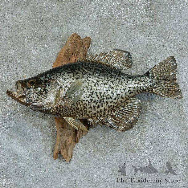 Black Crappie Life Size Taxidermy Mount #13364 For Sale @ The Taxidermy Store