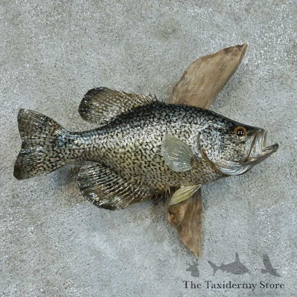 Black Crappie Life Size Taxidermy Mount #13365 For Sale @ The Taxidermy Store