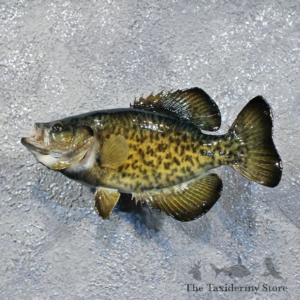 White Crappie Freshwater Fish Mount #12222 For Sale @ The Taxidermy Store