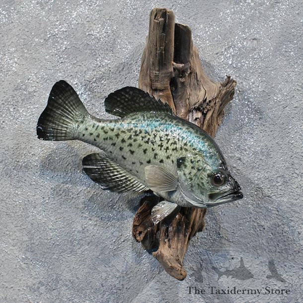 White Crappie Freshwater Fish Mount #12235 For Sale @ The Taxidermy Store