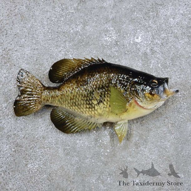 Crappie Fish Mount For Sale #14355 @ The Taxidermy Store