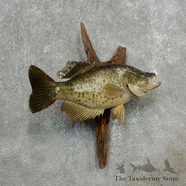 Crappie Fish Mount For Sale #17784 @ The Taxidermy Store
