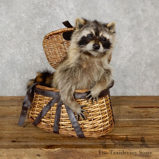 Creel Raccoon Mount For Sale #19460 @ The Taxidermy Store