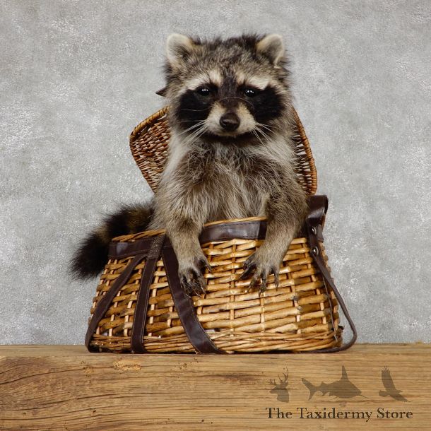 Creel Raccoon Mount For Sale #19461 @ The Taxidermy Store