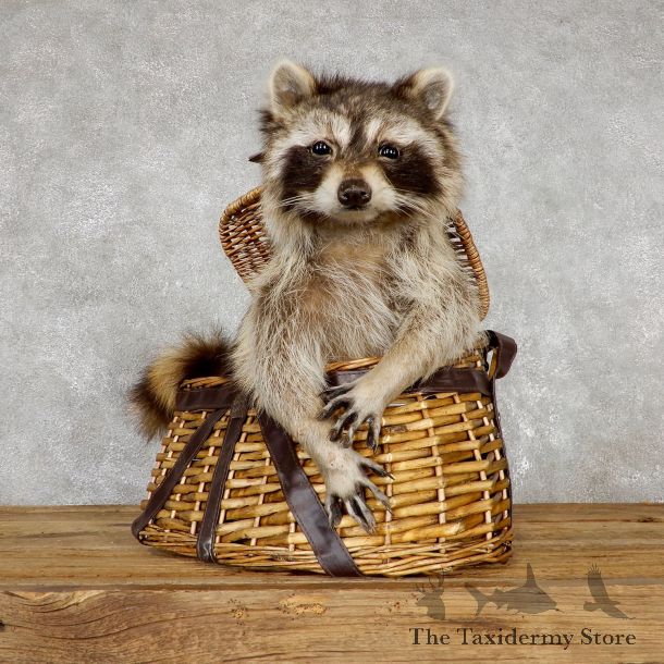 Creel Raccoon Mount For Sale #19462 @ The Taxidermy Store