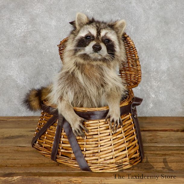 Creel Raccoon Mount For Sale #19463 @ The Taxidermy Store