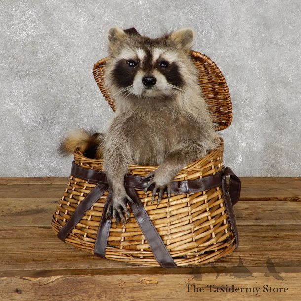 Creel Raccoon Mount For Sale #19464 @ The Taxidermy Store