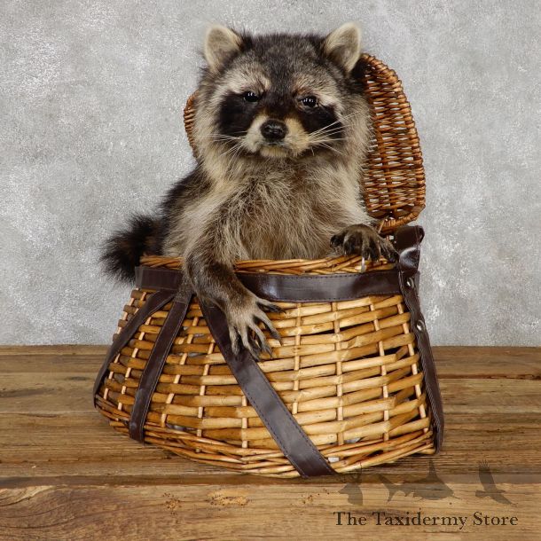 Creel Raccoon Mount For Sale #19465 @ The Taxidermy Store