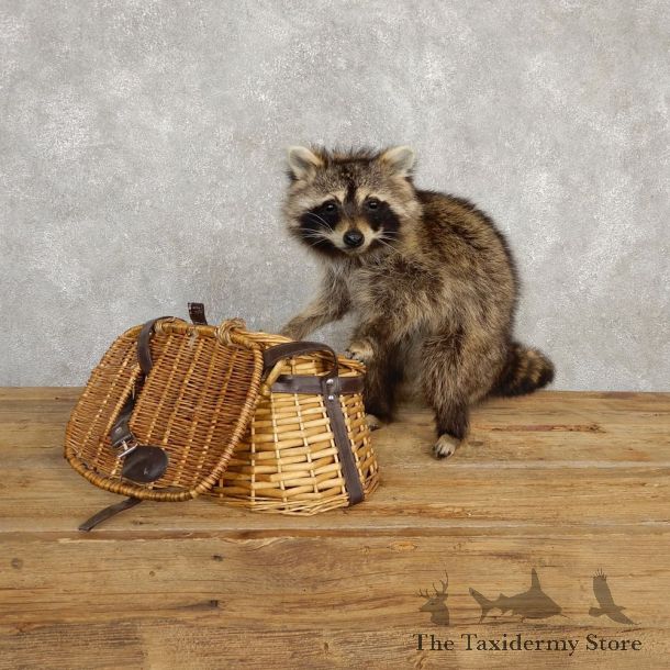 Creel Raccoon Mount For Sale #20232 @ The Taxidermy Store