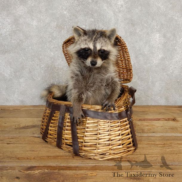 Creel Raccoon Mount For Sale #20233 @ The Taxidermy Store