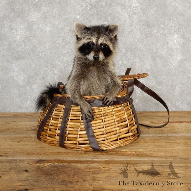 Creel Raccoon Mount For Sale #20234 @ The Taxidermy Store