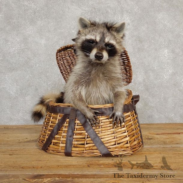 Creel Raccoon Mount For Sale #20235 @ The Taxidermy Store