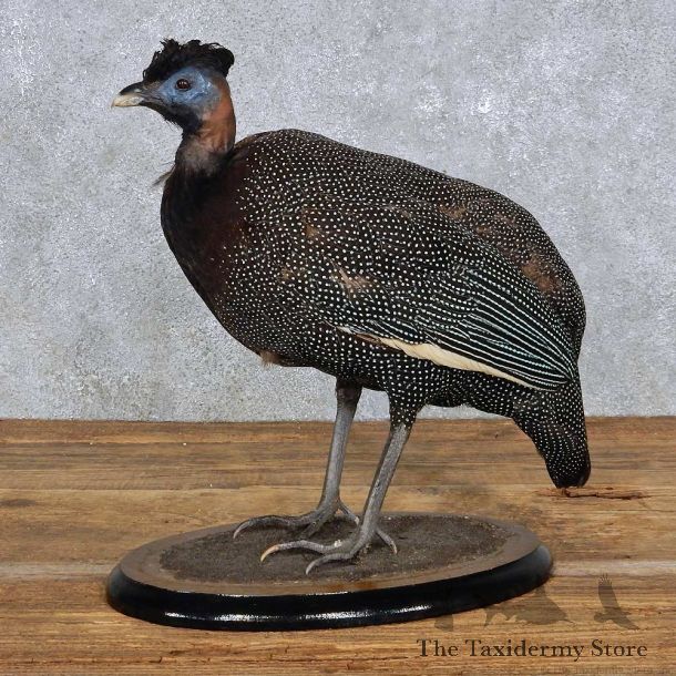 Standing Crested Guineafowl Bird Mount For Sale #14438 @ The Taxidermy Store
