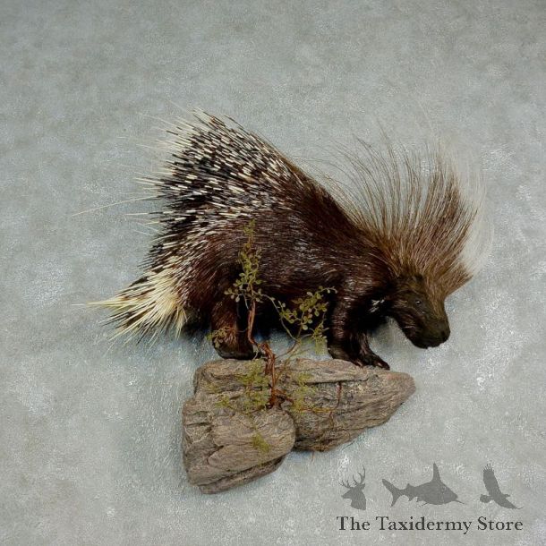 African Crested Porcupine Mount For Sale #17584 @ The Taxidermy Store