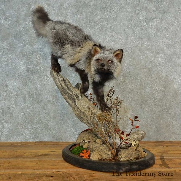 Tri-Color Cross Fox Mount For Sale #16547 @ The Taxidermy Store
