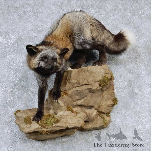 Cross Fox Life-Size Taxidermy Mount #13191 For Sale @ The Taxidermy Store