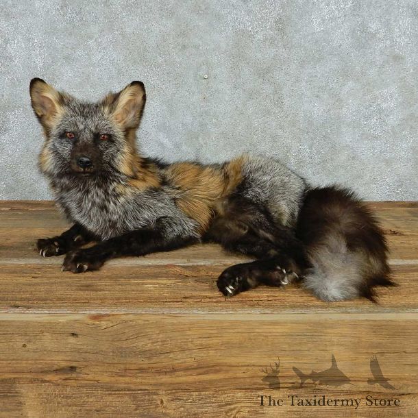 Laying Cross Fox Life Size Mount #13544 For Sale @ The Taxidermy Store