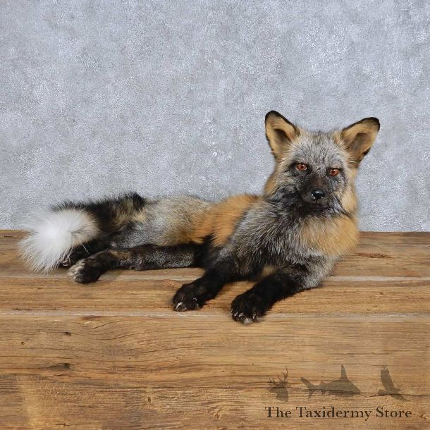 Laying Cross Fox Mount For Sale #14713 @ The Taxidermy Store