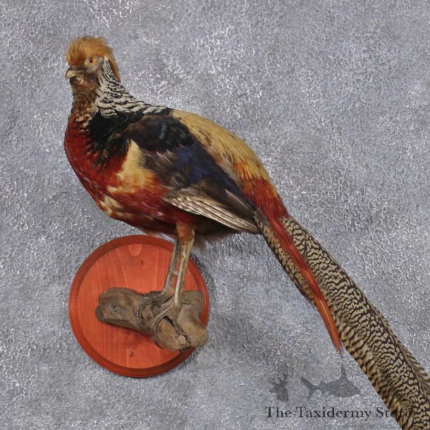 Lady Amherst & Golden Pheasant Cross Taxidermy Bird Mount #12415 For Sale @ The Taxidermy Store