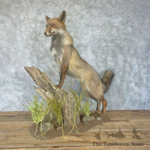 Cross Fox Life-Size Mount For Sale #28321 @ The Taxidermy Store