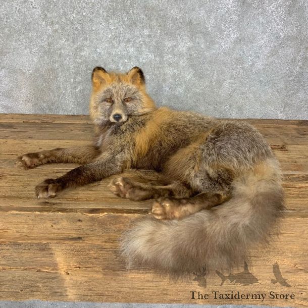 Cross Fox Life-Size Taxidermy Mount #23495 For Sale @ The Taxidermy Store