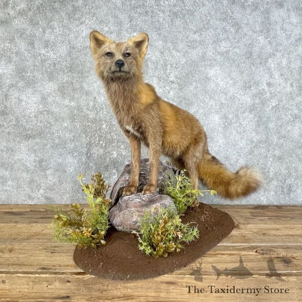 Cross Fox Life-Size Taxidermy Mount #25813 For Sale @ The Taxidermy Store