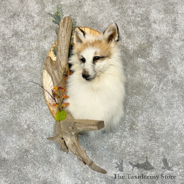 Cross Fox Life-Size Taxidermy Mount #25813 For Sale @ The Taxidermy Store