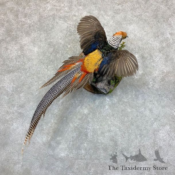 Cross Pheasant Taxidermy Mount #22765 For Sale @ The Taxidermy Store