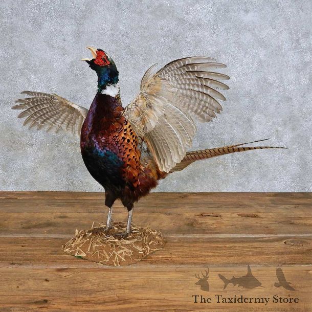 Crowing Ringneck Pheasant Bird Mount For Sale #14402 @ The Taxidermy Store
