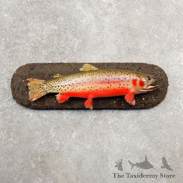 Cutthroat Trout Fish Mount For Sale #20580 @ The Taxidermy Store