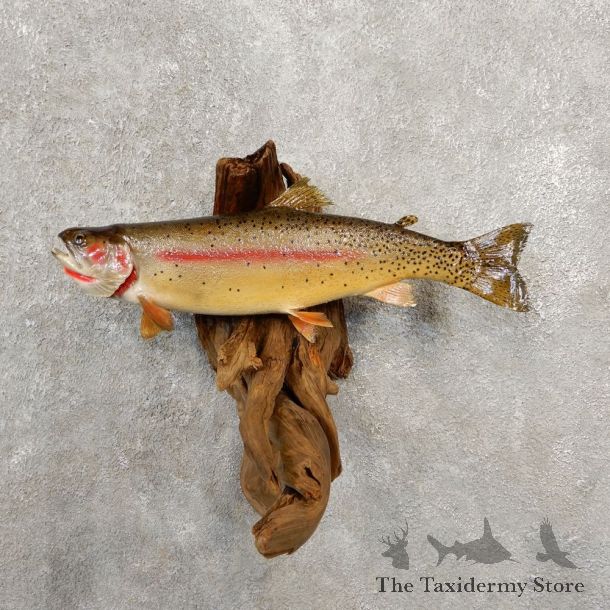 Cutthroat Trout Fish Mount For Sale #20581 @ The Taxidermy Store