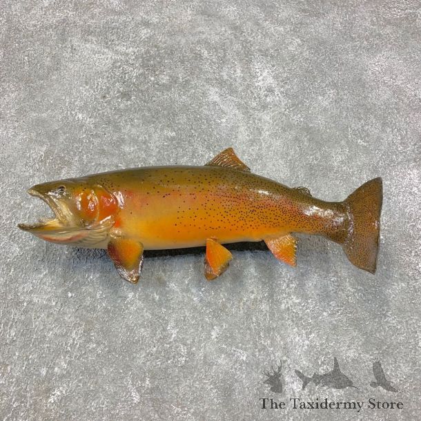 Cutthroat Trout Fish Mount For Sale #21457 @ The Taxidermy Store