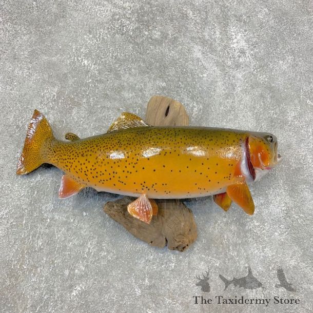 Cutthroat Trout Fish Mount For Sale #21458 @ The Taxidermy Store