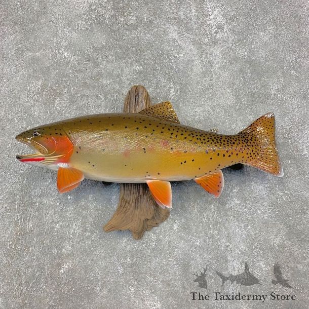 Cutthroat Trout Fish Mount For Sale #21460 @ The Taxidermy Store