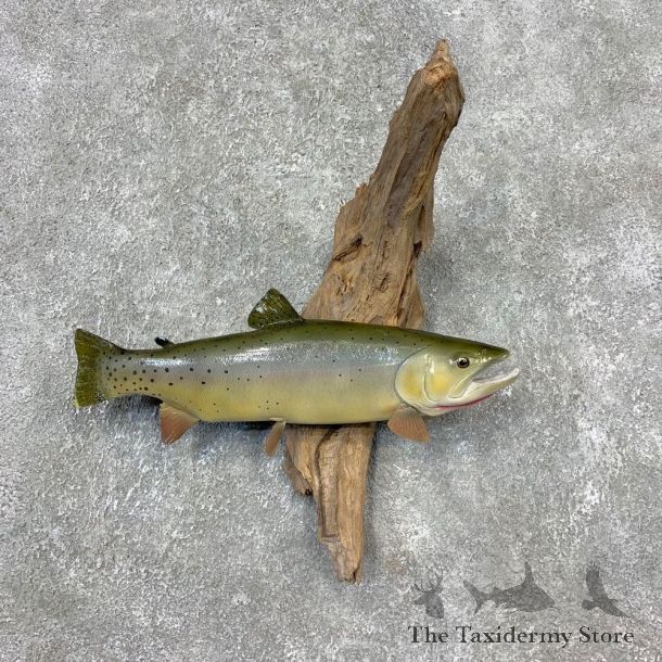 Cutthroat Trout Fish Mount For Sale #21611 @ The Taxidermy Store