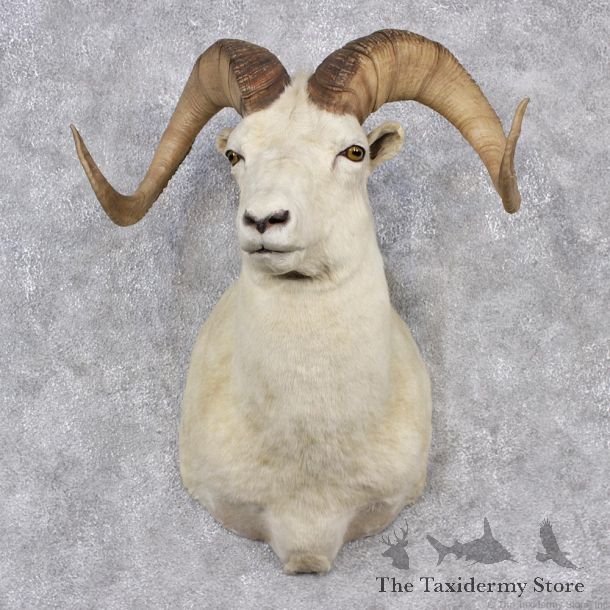 Dall Sheep Ram Shoulder Taxidermy Head Mount #12514 For Sale @ The Taxidermy Store