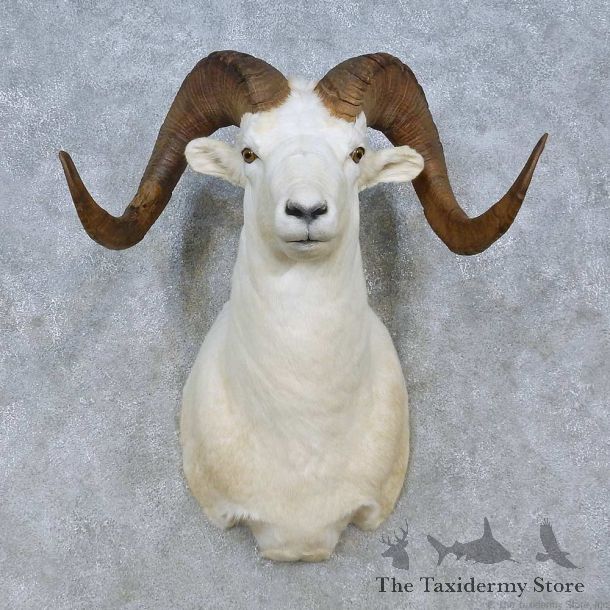 Dall Sheep Shoulder Mount For Sale #15077 @ The Taxidermy Store