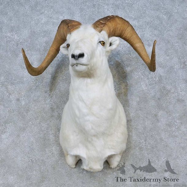 Dall Sheep Shoulder Mount For Sale #15080 @ The Taxidermy Store
